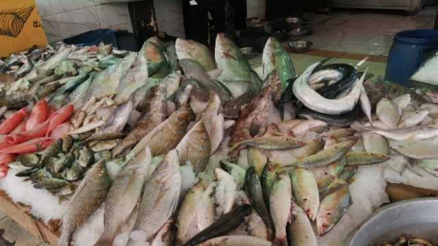 أسعار الأسماك اليوم الأحد 3-12-2023 في الأسواق.. البلطي بـ52 جنيها