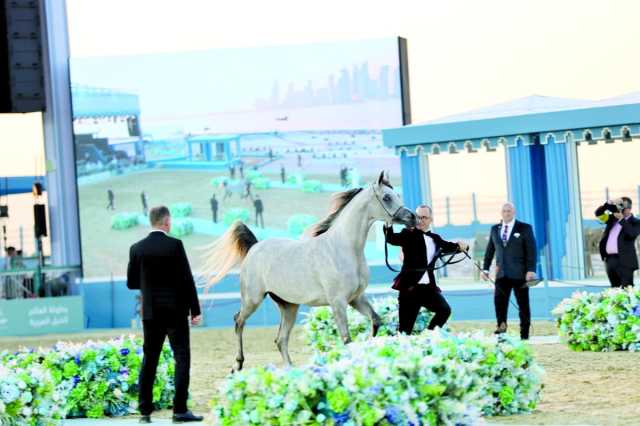 بصمة قطرية تاريخية لبطولة العالم للخيل العربية